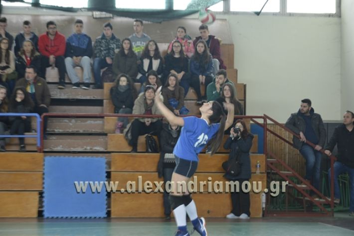 volley _1ogel-kassandra030